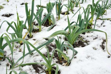 How to Prepare Your Garden Against Frost Image